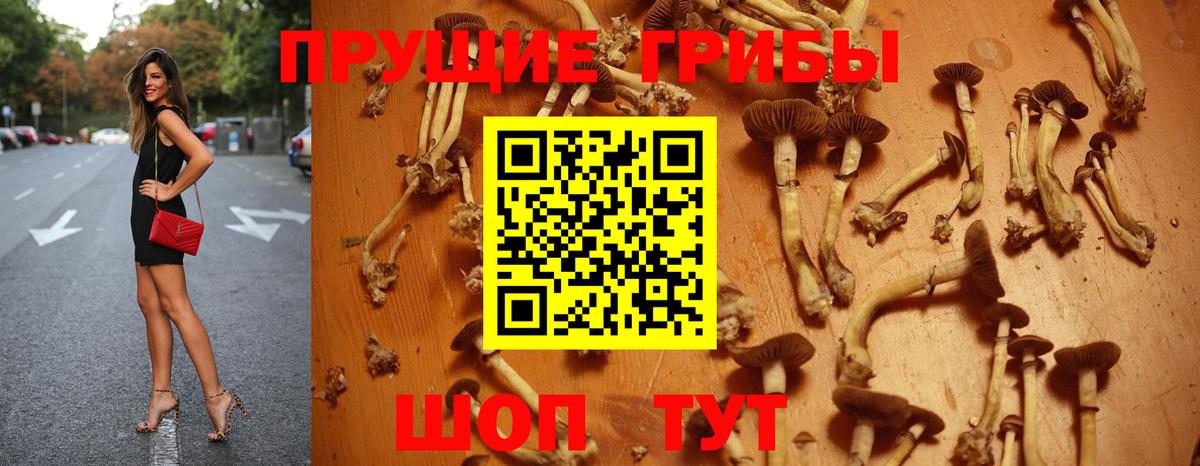 Псилоцибиновые грибы ЛСД  Вход с VPN  Брянск  Галлюциногенные грибы Psilocybe 